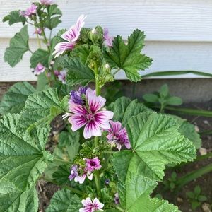 Meet your Posher, Sam